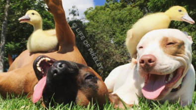 Illustration : 7 photos d'un duo de chiens ayant noué une amitié insolite avec des canetons