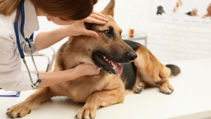 Illustration : "Les maladies des yeux du chien"