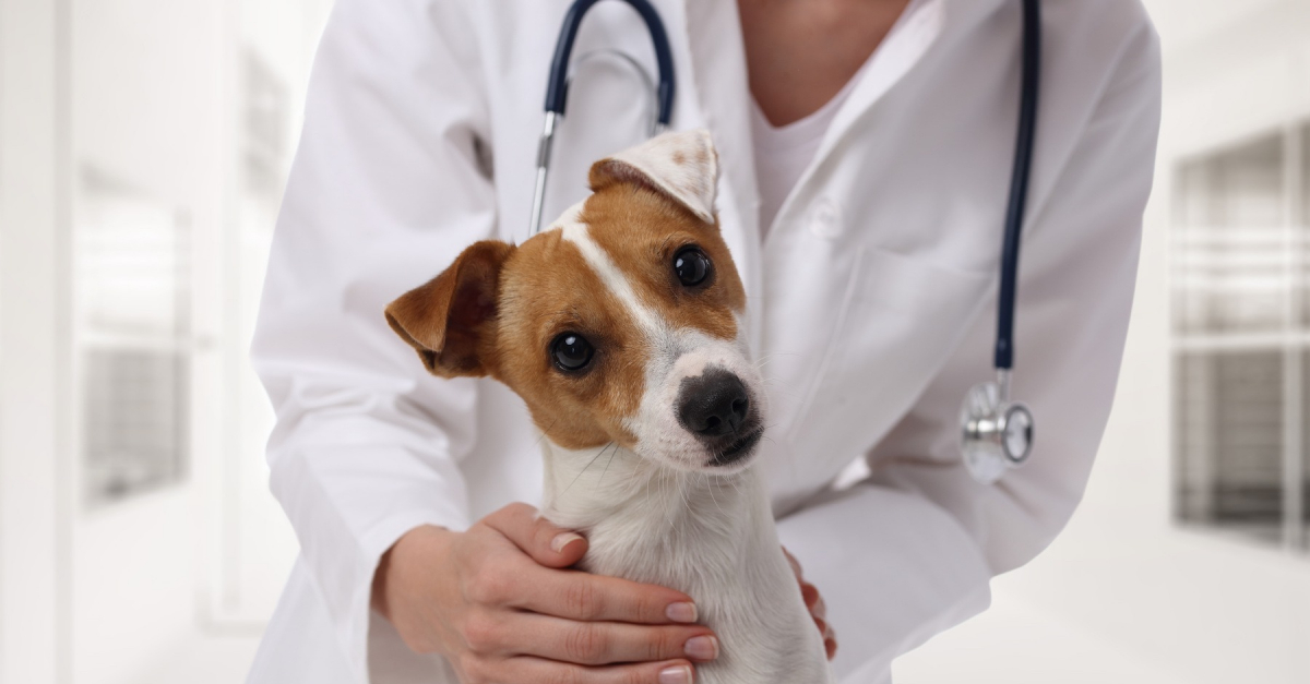 Micro-guide de la santé du chien / soins, alimentation, hygiène