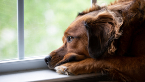 Illustration : "La dépression du chien"