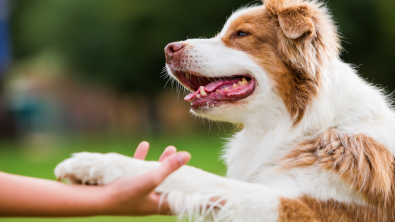 Illustration : "La prévention de l'arthrose du chien"