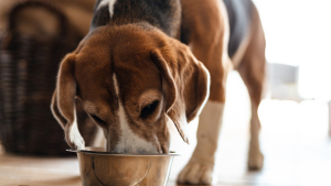 Illustration : "Offrir une alimentation adaptée à un chien atteint d'arthrose"