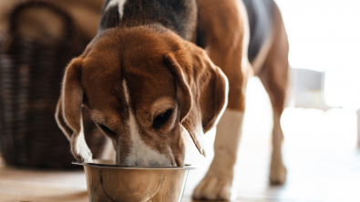 Illustration : Offrir une alimentation adaptée à un chien atteint d'arthrose