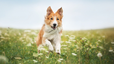 Illustration : "L'activité physique d'un chien atteint d'arthrose"