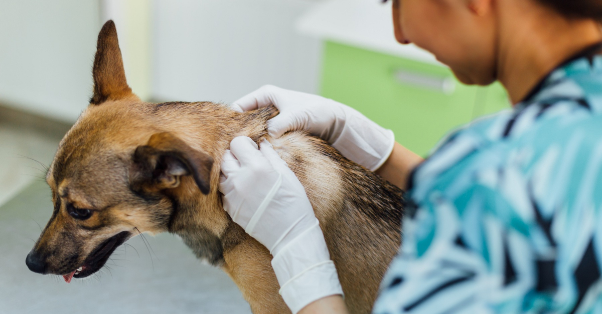 Traiter les problèmes de peau du chien quelles solutions