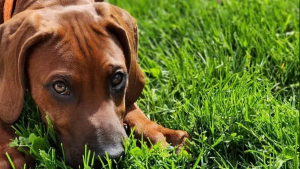 Illustration : "20 photos mettant à l'honneur le Rhodesian Ridgeback, chien à la loyauté et à la douceur inégalées"