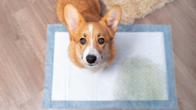 Illustration : "La prévention des troubles urinaires du chien"