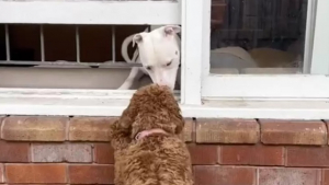 Illustration : "Cette chienne amoureuse de son voisin l’attend chaque jour inlassablement derrière sa fenêtre (vidéo)"