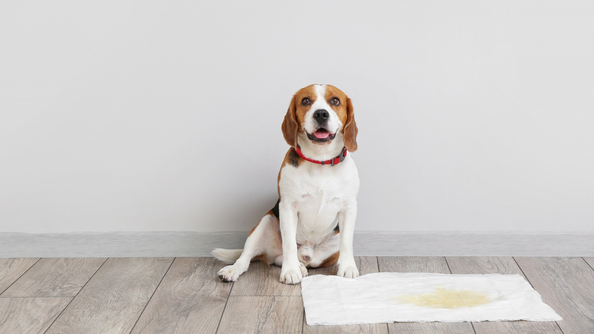 Les calculs urinaires du chien causes, symptômes et traitements