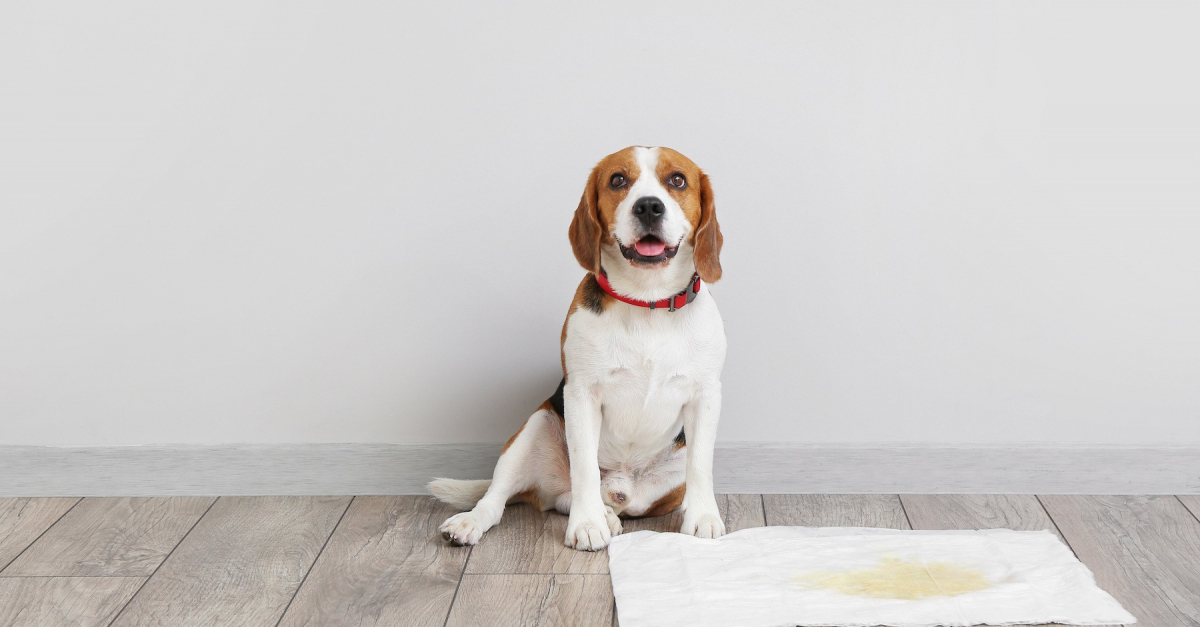 Les calculs urinaires du chien causes, symptômes et traitements