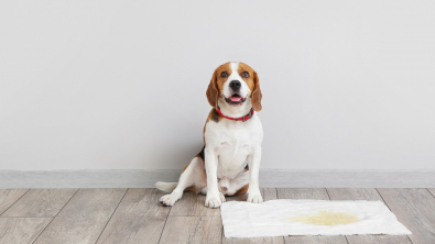 Illustration : "Les calculs urinaires du chien"