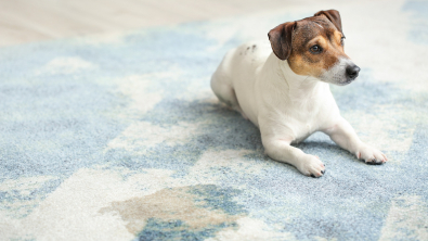 Illustration : "L'incontinence urinaire du chien"