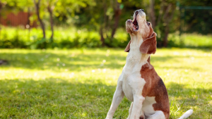 Illustration : "Les aboiements intempestifs du chien"