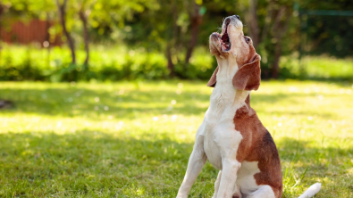 Illustration : "Les aboiements intempestifs du chien"