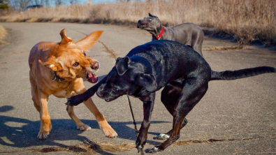 Illustration : "Gérer les conflits entre chiens"