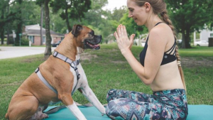 Illustration : "11 photos drôles et inspirantes de chiens devenus experts du yoga"