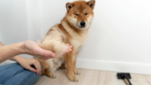 Eviter la perte de poils excessive chez le chien : nos solutions