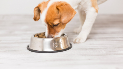 Illustration : "L'alimentation du chiot"