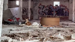 Illustration : "Une jeune chienne méfiante et abandonnée dans un bâtiment désaffecté donne du fil à retordre à ses sauveteuses"