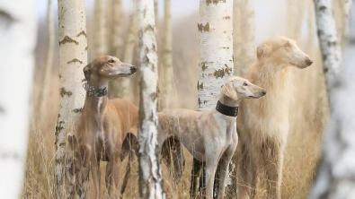 Illustration : "20 photos illustrant la vie trépidante d'un trio de Lévriers férus d'aventures"