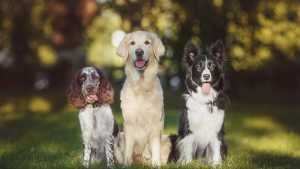 Illustration : "L'alimentation du chien en fonction de sa race"