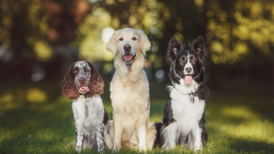 Illustration : "L'alimentation du chien en fonction de sa race"