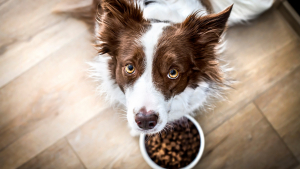 Illustration : "L'alimentation du chien en fonction de son mode de vie"