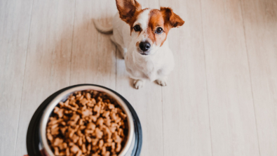 Illustration : "L'alimentation du chien en fonction de sa santé"