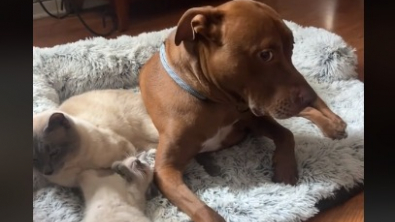 Illustration : Découvrez la réaction hilarante d’Opie, ce Pitbull contraint de partager son coussin avec des chats (vidéo)