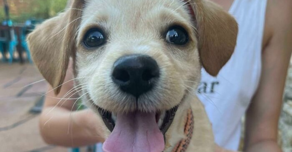 15 chiens de refuge qui retrouvent l'amour en étant adoptés par des ...