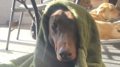 Illustration : Ce Doberman brise les clichés sur sa race avec son comportement attendrissant (vidéo)