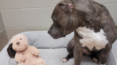 Illustration : Ce Pitbull à une oreille s’est attaché à une peluche, à laquelle il a donné la même apparence que lui