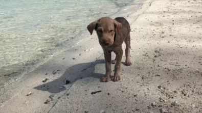 Illustration : Squishy, un chiot abandonné sur une plage, trouve l'amour et un foyer grâce à la persévérance d'une bénévole