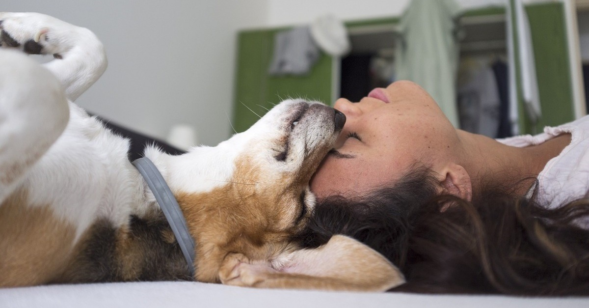 https://www.chien.fr/assets/img/001/462/og-image/vacances-uniques-pour-vous-et-votre-animal-service-garde-innovant-nomador.jpg