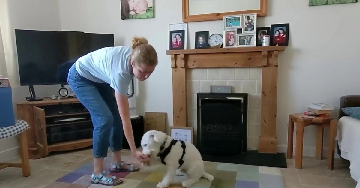 Un chien communique avec son maître grâce à un buzzer? - Vidéo Dailymotion