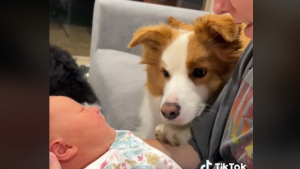 Illustration : "L’arrivée de ce bébé dans le foyer est une nouvelle qui fait plaisir au Border Collie de la famille "