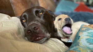 Illustration : "45 photos de chiens qui vous mettront de bonne humeur pour la journée"