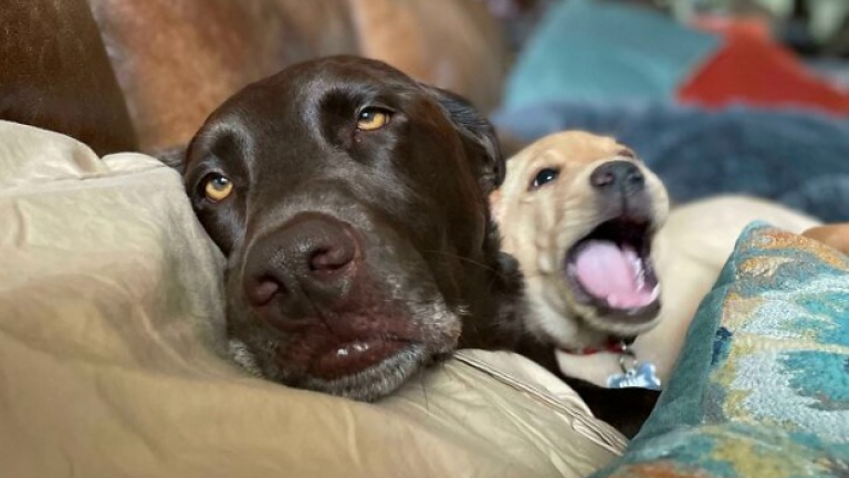 45 photos de chiens qui vous mettront de bonne humeur pour la journée
