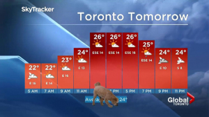 Illustration : "13 photos drôles et touchantes d'un Goldendoodle ayant volé la vedette à son maître lors d'un bulletin météo"