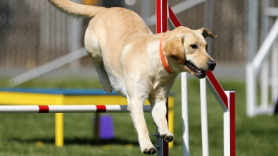 Illustration : "Doggy Games France 2023 : 6 jours de jeux canins sous le signe de l’éducation positive et de la convivialité"