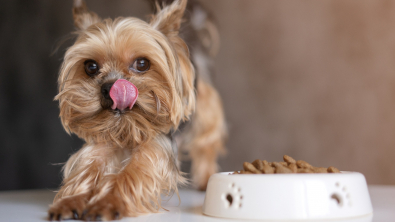 Illustration : "L'alimentation d'un chien de petite taille"