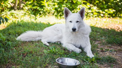 Illustration : "L'alimentation d'un chien de grande taille"