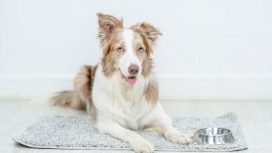 Illustration : L'alimentation d'un chien de taille moyenne