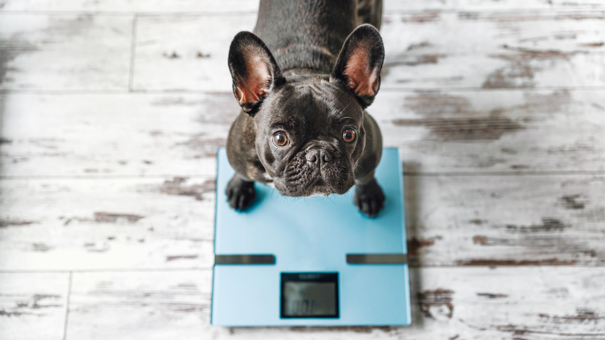 Evaluer le poids idéal de son chien comment faire