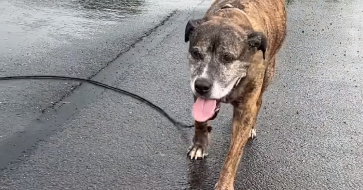 Mellow, le chien atteint d’un lymphome en phase terminale, a reçu un hommage des plus touchant