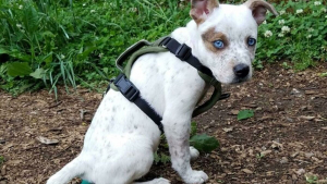Illustration : "20 photos de chiens pour qui l'espoir renaît après avoir été adoptés"