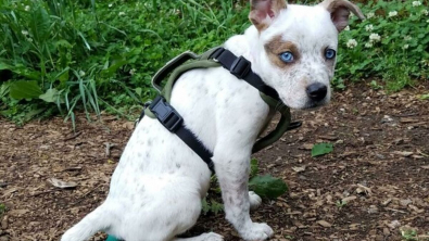 Illustration : "20 photos de chiens pour qui l'espoir renaît après avoir été adoptés"