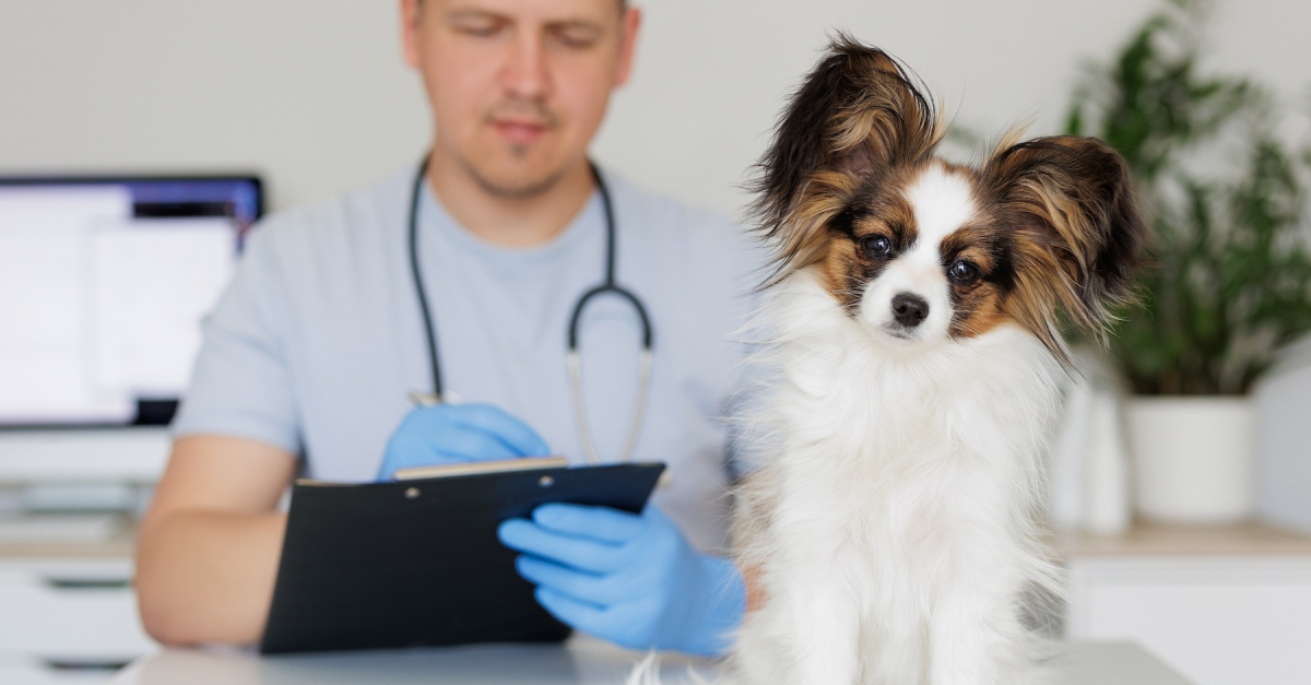 Les problèmes de peau courants du chien causes, symptômes et prévention