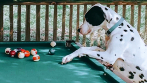 Illustration : "19 photos surprenantes de chiens dont le jeu favori est le billard"