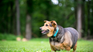 Illustration : "Prévenir l'obésité chez le chien "